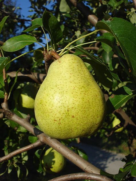 Doyenne Du Comice Pear Tree 4 5ft Dessert Pear With Fine Flavour Ebay