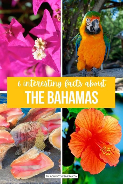 Interesting Facts About The Bahamas 6 Useful Things To Know Bahamas