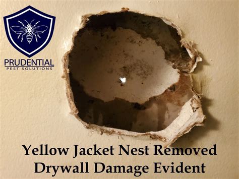 Image courtesy of jayme frye via flickr creative commons. Yellow Jacket Nest in Wall Treatment - Prudential Pest ...