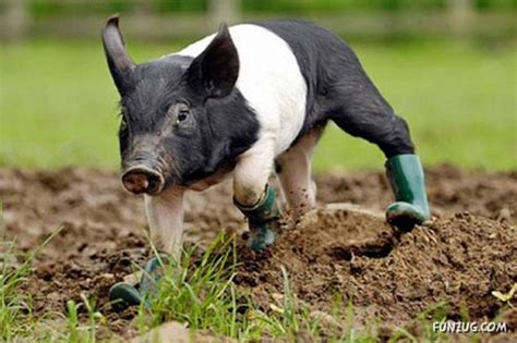 Cute Animals With Boots
