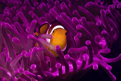 Clownfish In The Purple World Photograph By Photo Acqua E Luce Di Mauro