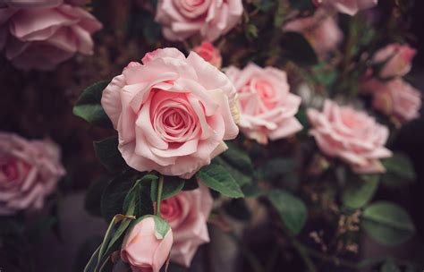 2560x1600 Rose Pink White Trandafir Flower Coolwallpapersme