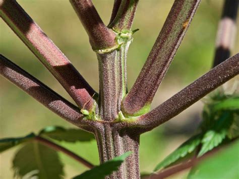 Why Are Stems And Leaves Of Cannabis Plants Turning Purple