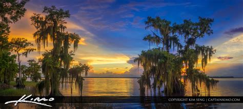 Cypress Tree Sunset Lake Istokpoga Florida Panorama Royal Stock Photo