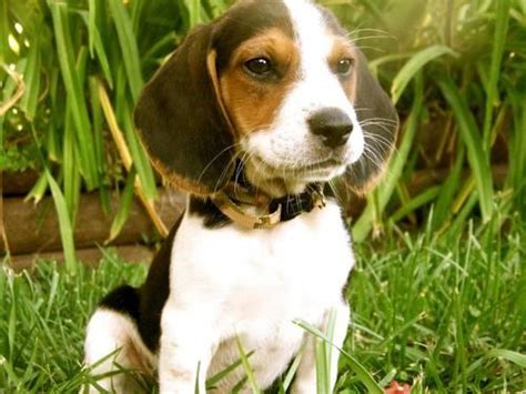 They have puppies periodically throughout the year and are always accepting deposits. AKC/ NKC BEAGLE PUPPIES for Sale in Brooklyn, Michigan ...