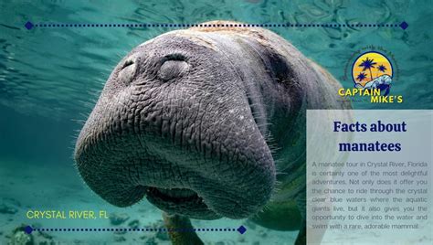 Facts About Manatees Captain Mikes