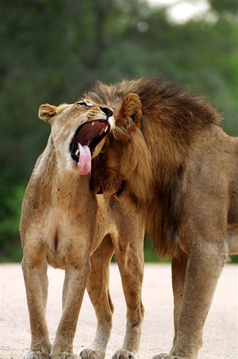 Lions In Love Panthera Leo Photorator