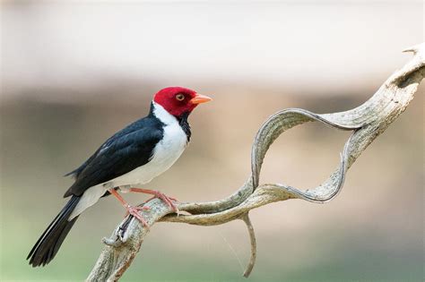 Yellow Billed Cardinal Photograph By Mike Timmons Fine Art America