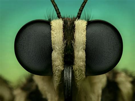 The Swallowtail Butterfly Face Smithsonian Photo Contest
