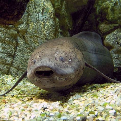 Fish That Sleeps On Land For Years Without Any Food Or Water Daily