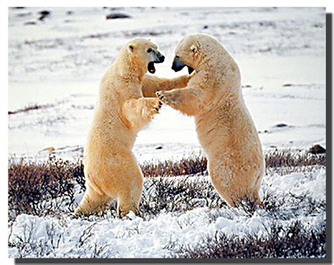 Polar Bears Fighting Poster Animal Posters Bear Posters