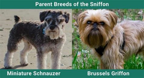 sniffon miniature schnauzer and brussels griffon mix pictures guide