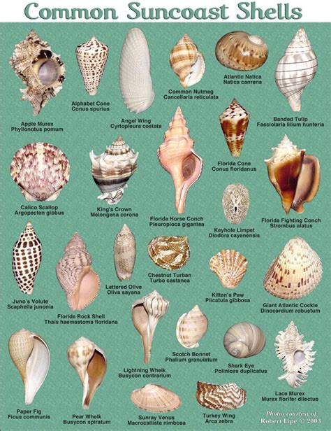 Common Shells Shell Beach Sea Shells Seashell Crafts