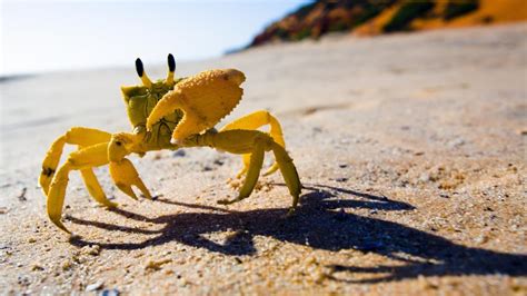 Why Do Crabs Walk Sideways Learn About These Funny Crustaceans