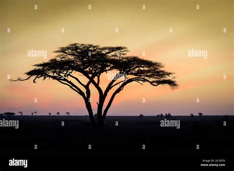 Acacia Tree Silhouette With African Sunset Over Savanna Serengeti