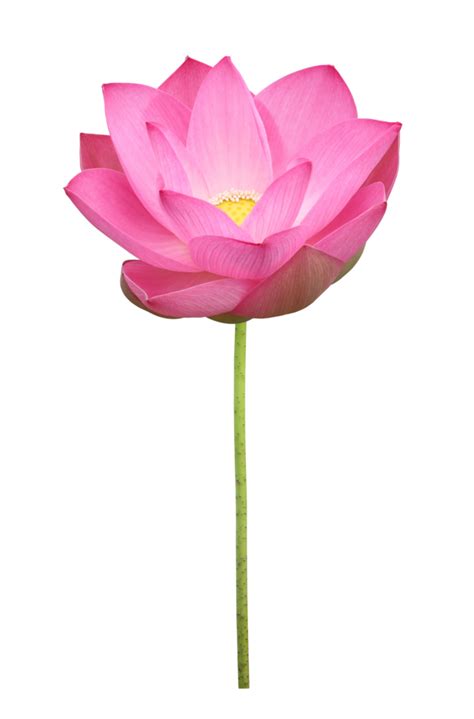Pink Lotus Flower In Full Bloom Isolated On Transparent Background For