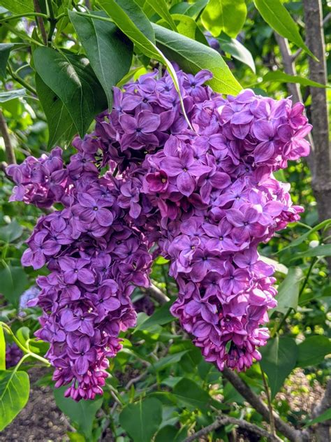 My Lilacs In Bloom The Martha Stewart Blog