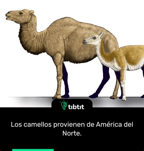 Sabías Que Los Camellos Provienen De América Del Norte Curiosidades