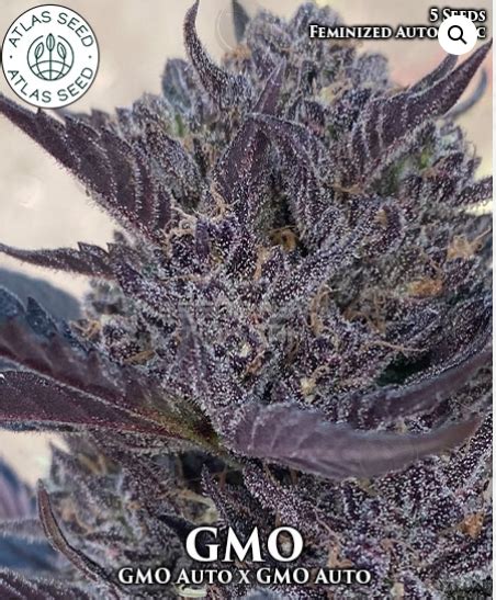 Gmo Atlas Seed Cannabis Strain Info