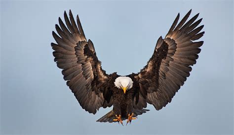 Check spelling or type a new query. Mengenal Gambar Burung Garuda sebagai Garuda Pancasila ...