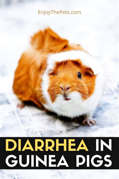 How Do You Treat Diarrhea In Guinea Pigs Enjoy The Pets