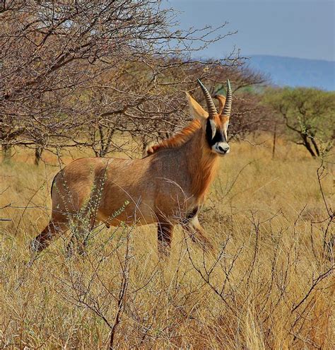 Roan Antelope Lephale South Africa Photograph By Stacie Gary