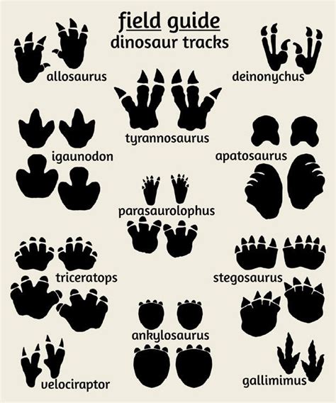 Dinosaur Tracks Poster Field Guide Series Dinasour Theme Dinosaurs