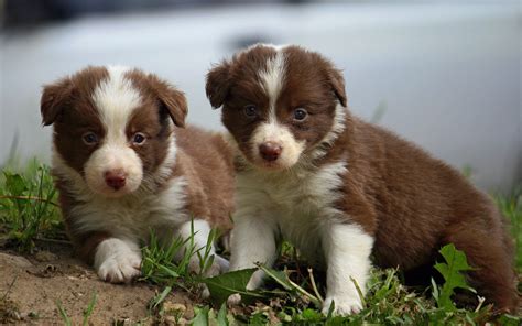 Beautiful Red Border Collie Puppies Wallpapers And Images
