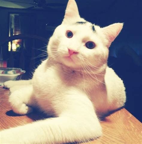 Chekfadz pon pernah try benda ni untuk bersihkan kotoran bawah mulut rose dulu and its work. Serius : Kucing Dengan Bulu Kening Jadi Sensasi Internet ...