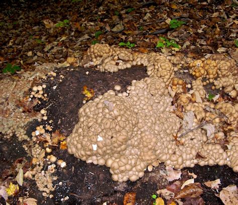 Maybe you would like to learn more about one of these? Puffballs ate my mulch :Cornell Mushroom Blog