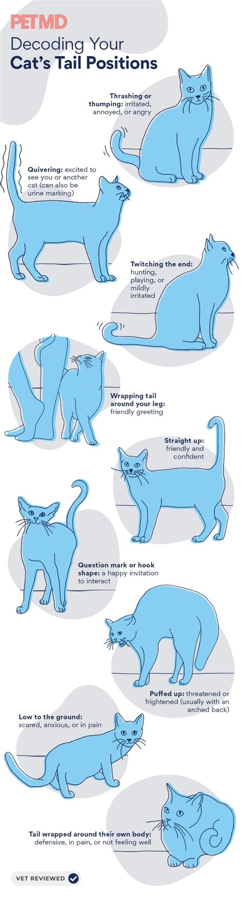 How To Read Your Catandx27s Tail Language We Love Animals