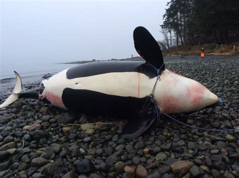 Necropsy Performed On Dead Orca Whale Found Off The Coast Of Courtenay