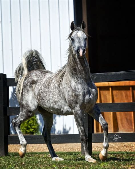 Check spelling or type a new query. Ciroc, grey Egyptian Arabian by Alixir on our farm in ...