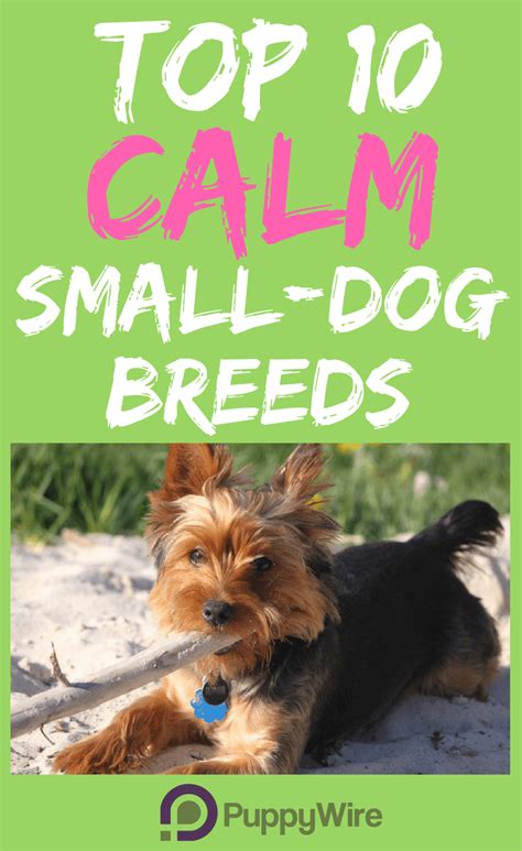Top 10 Calm Small Dog Breeds Puppywire