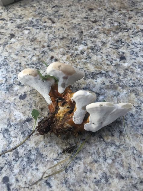 Hey Guys Would Appreciate If Yall Could Help Me Id These Mushrooms I