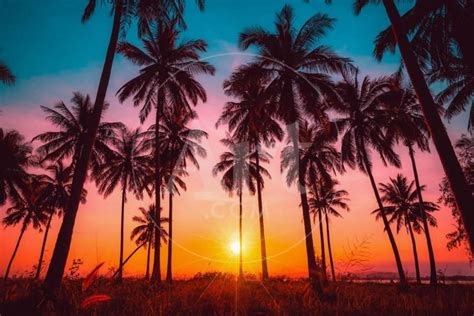 Silhouette Coconut Palm Trees On Beach At Sunset Vintage Tone