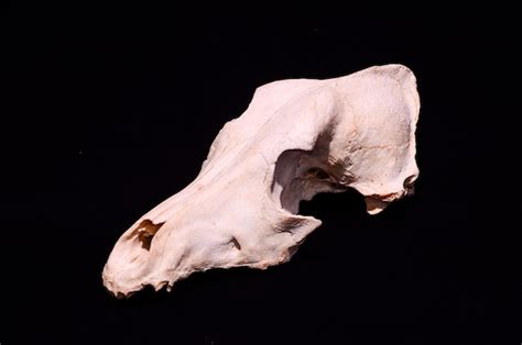 Premium Photo Dried Dog Skull Bone