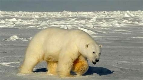 Polar bears 'besieged' remote Arctic weather post