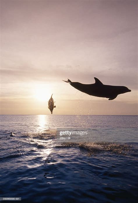 Silhouettes Of Two Bottle Nosed Dolphins Jumping From Sea At Sunset