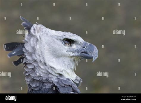 The Harpy Eagle Harpia Harpyja Is The Largest Most Powerful Raptor