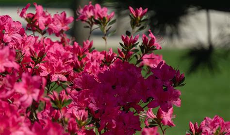 Azalea Japonica Plant Care And Growing Tips Uk