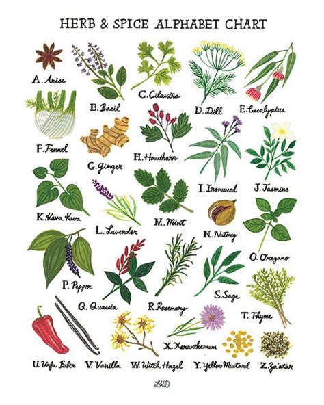Herb And Spice Alphabet Chart Art Print Etsy Herbalism Medicinal