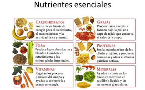 Os Nutrientes São Componentes Dos Alimentos Que Consumimos Educa