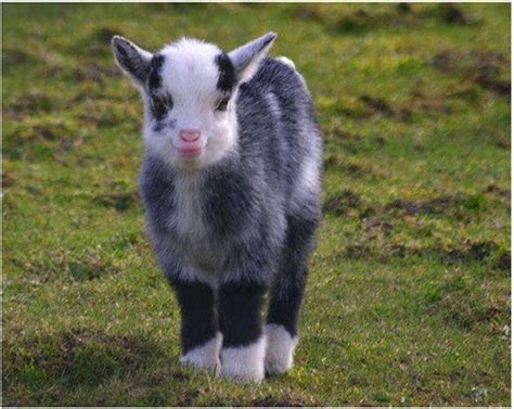 Best Goat Breeds For Your Homesteading Needs Cute Animals Animals