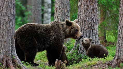 Image Grizzly Bear Cubs Two Trunk Tree Animals 1920x1080