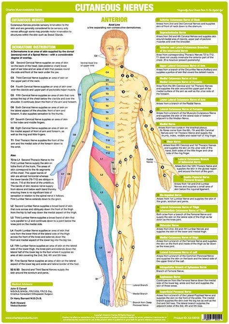 This diagram depicts sciatic nerve anatomy. Cutaneous Nerves Anatomy Chart - Anterior - Chartex Ltd