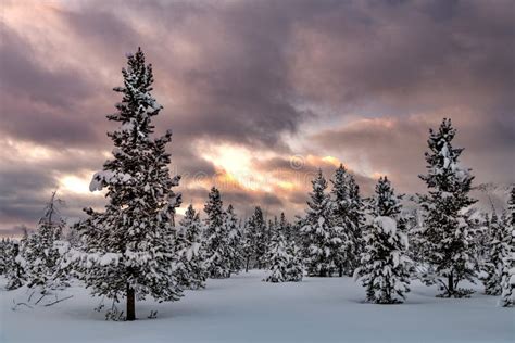 Winter Forest At Sunrise With Fresh Snow Stock Photo Image Of Peaks