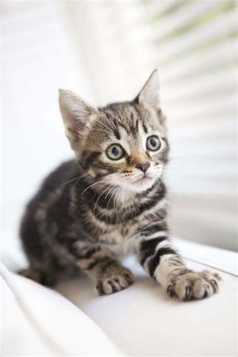 I am no expert but he. 8 OLD ADORABLE KITTENS BENGAL TABBY MIXED BREED | Croydon ...