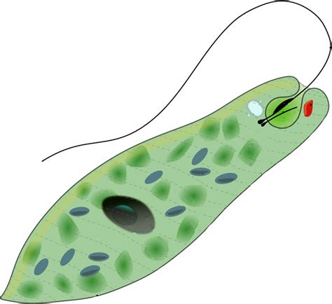 Protists Biology Characteristics Groups Facts Science4fun