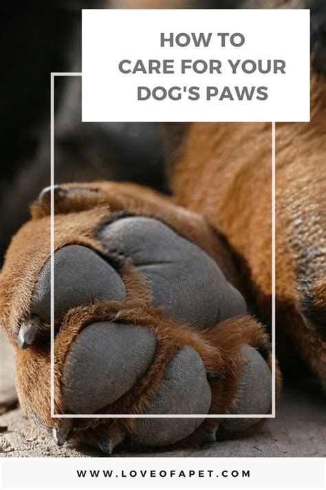 How To Care For Your Dogs Paws 8 Tips In 2023 Dog Paws Dry Paws